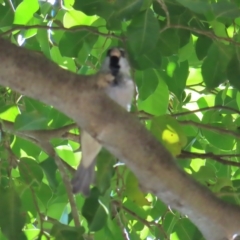 Passer domesticus at Cairns City, QLD - 30 Mar 2023