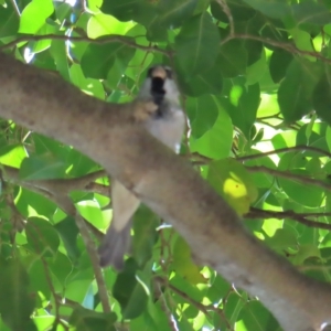 Passer domesticus at Cairns City, QLD - 30 Mar 2023 08:44 AM