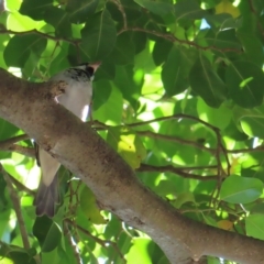 Passer domesticus at Cairns City, QLD - 30 Mar 2023 08:44 AM