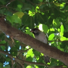 Passer domesticus at Cairns City, QLD - 30 Mar 2023 08:44 AM
