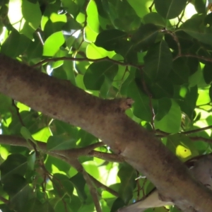 Passer domesticus at Cairns City, QLD - 30 Mar 2023 08:44 AM