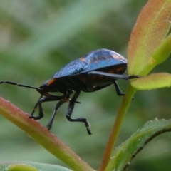 Cermatulus nasalis (Predatory shield bug, Glossy shield bug) at QPRC LGA - 30 Mar 2023 by arjay