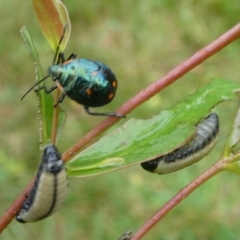 Cermatulus nasalis at Charleys Forest, NSW - suppressed