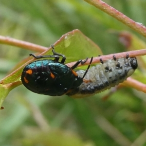 Cermatulus nasalis at Charleys Forest, NSW - suppressed