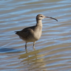 Numenius phaeopus (Whimbrel) at Cairns City, QLD - 29 Mar 2023 by MatthewFrawley