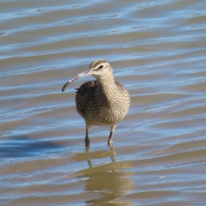 Numenius phaeopus at Cairns City, QLD - 30 Mar 2023 09:00 AM