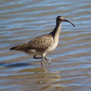 Numenius phaeopus at Cairns City, QLD - 30 Mar 2023 09:00 AM