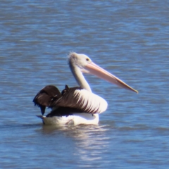 Pelecanus conspicillatus (Australian Pelican) at Cairns City, QLD - 30 Mar 2023 by MatthewFrawley