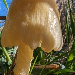 zz agaric (stem; gill colour unknown) at Watson, ACT - 30 Mar 2023 by sbittinger