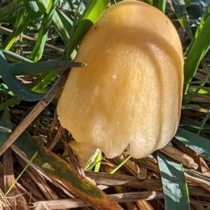 zz agaric (stem; gill colour unknown) at Watson, ACT - 31 Mar 2023 10:47 AM