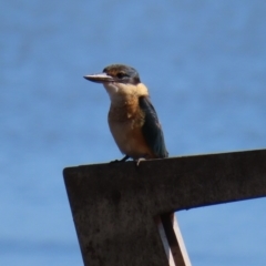 Todiramphus sanctus (Sacred Kingfisher) at Cairns City, QLD - 30 Mar 2023 by MatthewFrawley