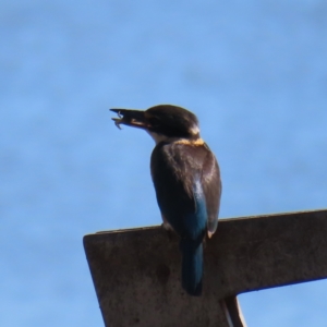 Todiramphus sanctus at Cairns City, QLD - 30 Mar 2023 08:59 AM