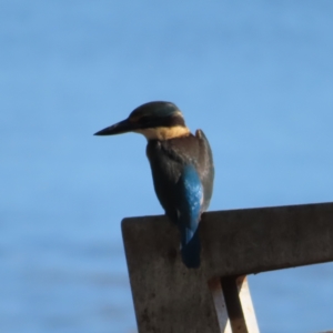 Todiramphus sanctus at Cairns City, QLD - 30 Mar 2023 08:59 AM