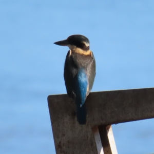 Todiramphus sanctus at Cairns City, QLD - 30 Mar 2023