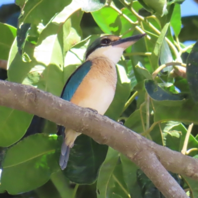 Todiramphus sanctus (Sacred Kingfisher) at Cairns City, QLD - 30 Mar 2023 by MatthewFrawley