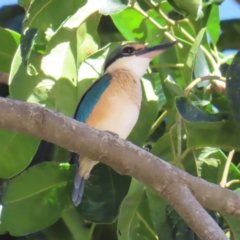 Todiramphus sanctus (Sacred Kingfisher) at Cairns City, QLD - 29 Mar 2023 by MatthewFrawley