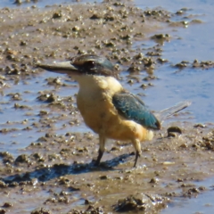 Todiramphus sanctus (Sacred Kingfisher) at Cairns City, QLD - 30 Mar 2023 by MatthewFrawley