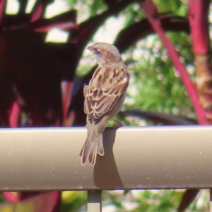 Passer domesticus (House Sparrow) at Cairns North, QLD by MatthewFrawley