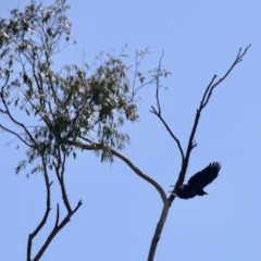 Corvus coronoides (Australian Raven) at Aranda, ACT - 31 Mar 2023 by KMcCue