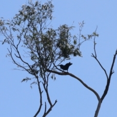 Corvus coronoides at Aranda, ACT - 31 Mar 2023 02:12 PM