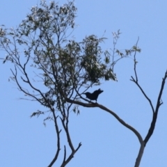 Corvus coronoides at Aranda, ACT - 31 Mar 2023