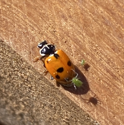 Hippodamia variegata (Spotted Amber Ladybird) at Molonglo Valley, ACT - 31 Mar 2023 by SteveBorkowskis