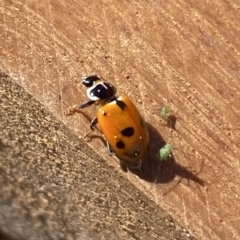 Hippodamia variegata at Molonglo Valley, ACT - 31 Mar 2023 10:54 AM