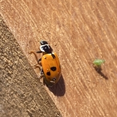 Hippodamia variegata at Molonglo Valley, ACT - 31 Mar 2023 10:54 AM