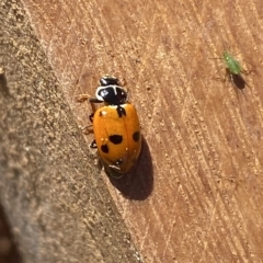 Hippodamia variegata at Molonglo Valley, ACT - 31 Mar 2023 10:54 AM