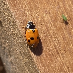 Hippodamia variegata at Molonglo Valley, ACT - 31 Mar 2023