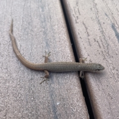 Saproscincus mustelinus (Weasel Skink) at Long Beach, NSW - 31 Mar 2023 by mbmiyagi