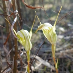 Diplodium reflexum (Dainty Greenhood) at Denman Prospect 2 Estate Deferred Area (Block 12) - 30 Mar 2023 by RobG1