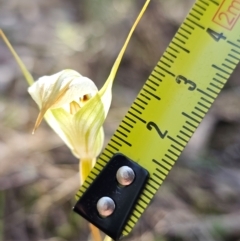 Diplodium reflexum at Molonglo Valley, ACT - suppressed