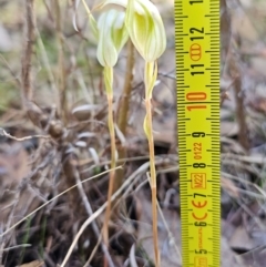 Diplodium reflexum at Molonglo Valley, ACT - 31 Mar 2023