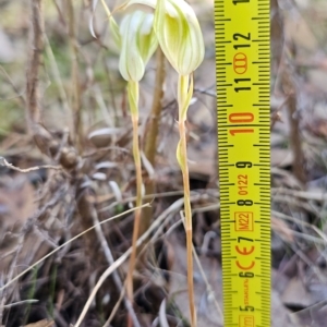 Diplodium reflexum at Molonglo Valley, ACT - suppressed