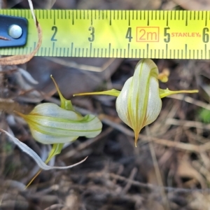 Diplodium reflexum at Molonglo Valley, ACT - 31 Mar 2023