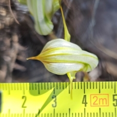 Diplodium reflexum at Molonglo Valley, ACT - suppressed