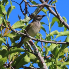 Lichmera indistincta (Brown Honeyeater) at Cairns City, QLD - 29 Mar 2023 by MatthewFrawley