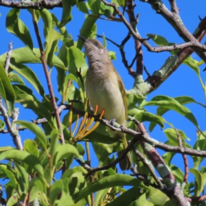 Lichmera indistincta at Cairns City, QLD - 30 Mar 2023 09:07 AM