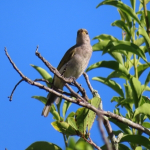 Lichmera indistincta at Cairns City, QLD - 30 Mar 2023