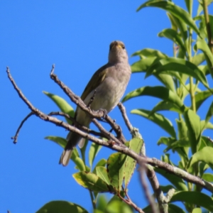 Lichmera indistincta at Cairns City, QLD - 30 Mar 2023 09:07 AM