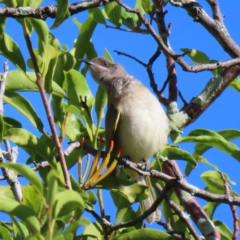 Lichmera indistincta at Cairns City, QLD - 30 Mar 2023