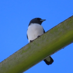 Artamus leucorynchus (White-breasted Woodswallow) at Cairns City, QLD - 30 Mar 2023 by MatthewFrawley