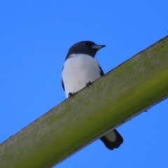 Artamus leucorynchus (White-breasted Woodswallow) at Cairns City, QLD - 29 Mar 2023 by MatthewFrawley