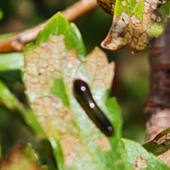 Caliroa cerasi (Pear and cherry slug) at Wambrook, NSW - 31 Mar 2023 by Mike