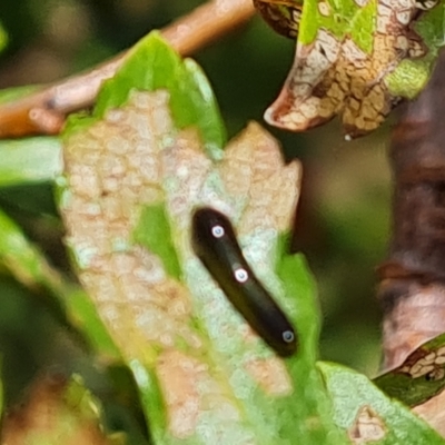 Caliroa cerasi (Cherry Slug Sawfly, Pear and Cherry Slug, Pear and Cherry Sawfly) at Wambrook, NSW - 31 Mar 2023 by Mike