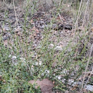 Daviesia ulicifolia at Carwoola, NSW - 31 Mar 2023