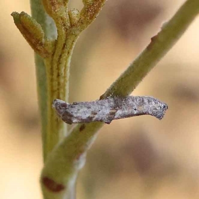 Unidentified Other moth at O'Connor, ACT - 23 Mar 2023 by ConBoekel