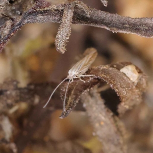 Hednota species near grammellus at O'Connor, ACT - 24 Mar 2023