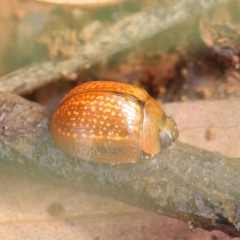 Paropsisterna cloelia (Eucalyptus variegated beetle) at Dryandra St Woodland - 24 Mar 2023 by ConBoekel